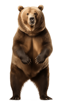 Bear Stand Up Isolated on Transparent Background png