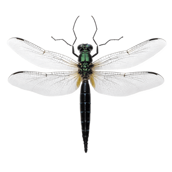 A dragonfly with black wings and green and white wings png
