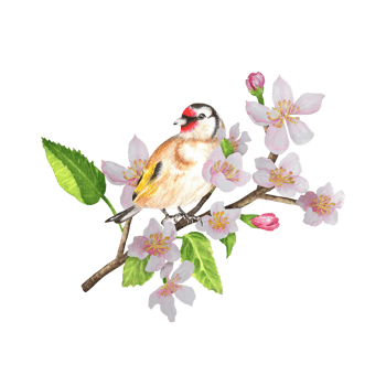 Goldfinch sitting on an apple tree branch. Blooming tree with a bird. clipart. Hand-drawn watercolor png