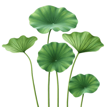 green lotus leaves isolated on transparent background png