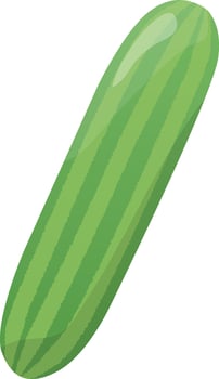 fresh green cucumber. Vegetable illustration vector