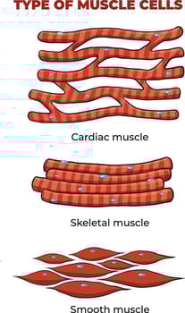 illustration of Muscle cells types vector
