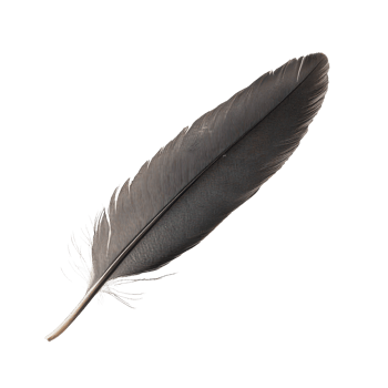 A single black bird feather resting on a clean transparent background captured for artistic study and nature exploration, A one brow bird feather, transparent background. png