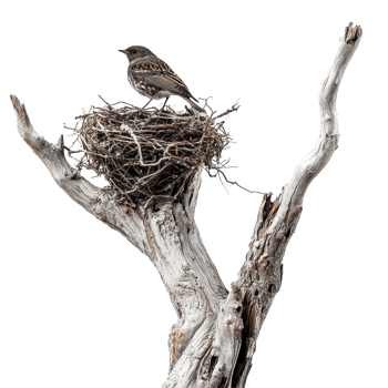A bird standing proudly in its nest atop an isolated, weathered tree branch in soft daylight, A bird in a nest on an old tree branch on aisolated on transparent background png