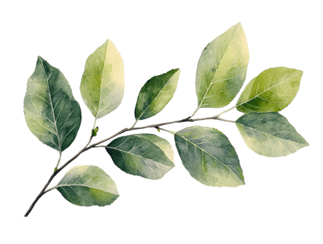 Green Leaves Branch, Transparent Background, Watercolor Style Design Elements png