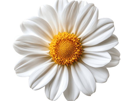 White Daisy Flower with Transparent Background Image png