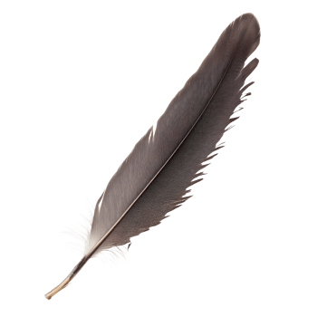 A captivating one-brow bird feather showcasing intricate patterns against a minimalist transparent background, A one brow bird feather, transparent background. png