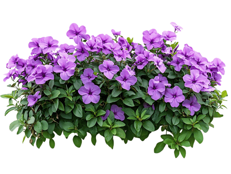 Purple Flowers Bloom Lushly, Green Leaves on Transparent Background png
