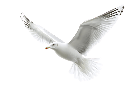 Seagull Soars Through Air with Grace, Elegantly Against Transparent Background png