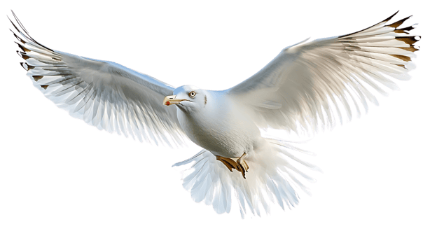 Seagull Soaring, Wings Spread Wide, Against Transparent Background png