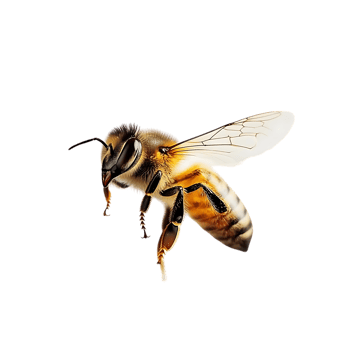 Honeybee in Flight, Transparent Background png