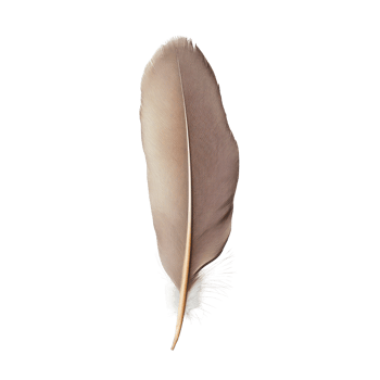 A single feather from a one brow bird placed against a bright transparent background illustrating natural beauty, A one brow bird feather, transparent background. png
