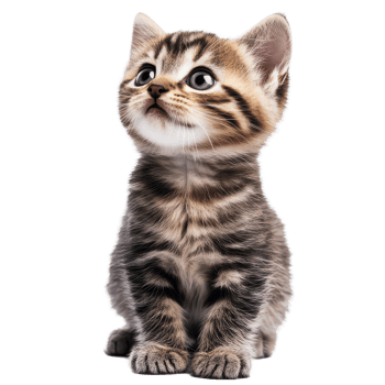 Curious baby cat gazing with wide eyes on a bright transparent background during daylight, baby cat isolated on transparent background png