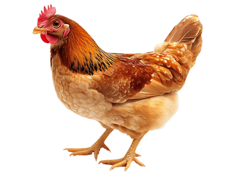 Brown Hen Stands on Transparent Background png