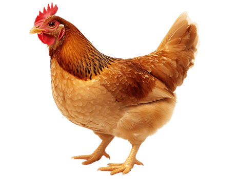 Golden Hen with Transparent Background, Poultry Feathers, Farm Animal, Bird, Chicken, Domestic, Avian, Feathered, Colorful, Brown, Orange, Transparent Background Image, Animal Photography png