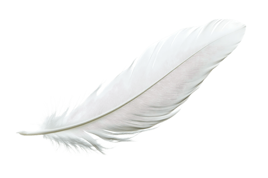 White Feather floats on a transparent background, ideal for design projects. png