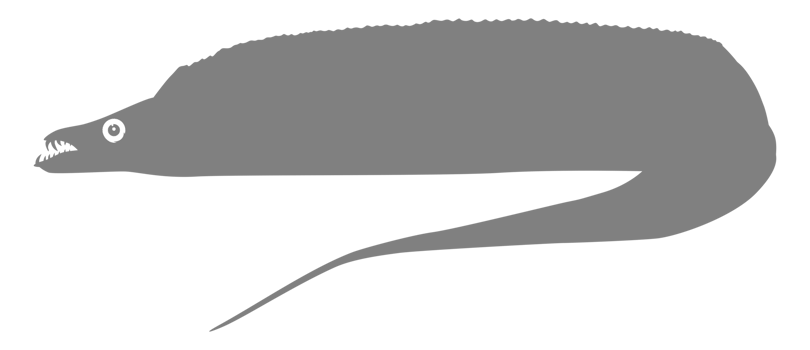 Silhouette of the Cutlass Fish, Flat Style, can use for Aquatic Animal Illustration, Pictogram, Logo Gram, Icon, Symbol, Website, or Graphic Design Element. png