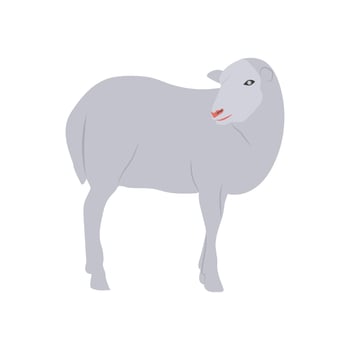 Sheep, Farming Illustration vector