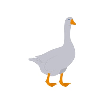 Goose, Farming Illustration vector