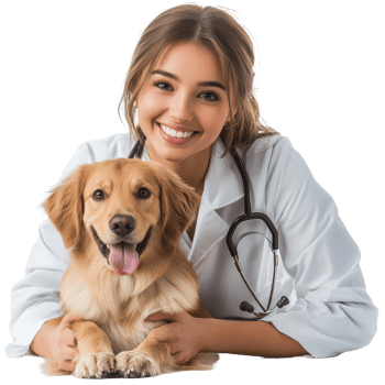 Young veterinarian smiles radiantly while caring for a golden retriever in a bright, clean clinic setting, Beautiful young veterinarian with a dog on a transparent background png