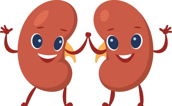 Two cheerful kidney characters promoting health and wellness by holding hands and waving, engaging viewers in learning about renal function and disease prevention vector