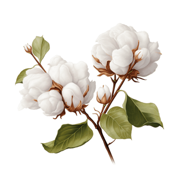 Cotton Plant Branch with White Fluffy Bolls png