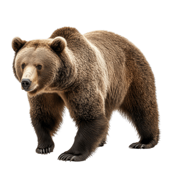 A detailed view of a bear standing on a transparent background, showcasing its distinctive fur and posture, Bear on transparent background png