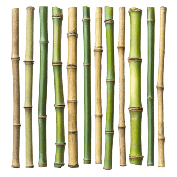 Sections of bamboo wood stalks isolated on a bright transparent background showcasing diverse shades and textures, bamboo wood stalks, sections, isolated on transparent background png