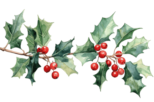 Holly branches with vibrant red berries and glossy green leaves create a festive atmosphere during winter png