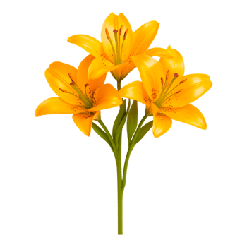 Vibrant Yellow Lilies in Bloom with Green Leaves and Stems png