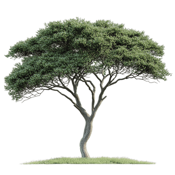 Acacia Tree with Flat-Topped Canopies and Complex Trunk Structures png
