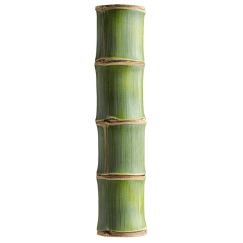 Vibrant bamboo segment showcasing natural growth patterns png