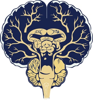 A vintage illustration of human brainstem vector