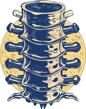 A vintage illustration of spinal disk vector