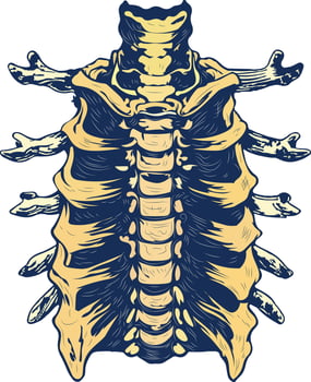 Thoracic vertebrae illustration in vintage style vector