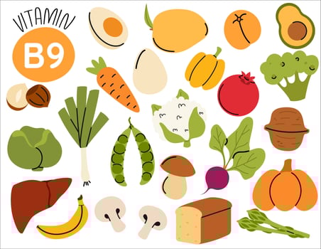Healthy eating and diet food. Vitamin B9 food source. Different food rich of vitamin B9. Organic nutrition food. vector