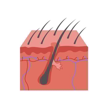 Body Hair, Human Body Part Illustration vector