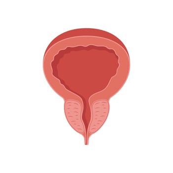 Prostate, Human Body Part Illustration vector