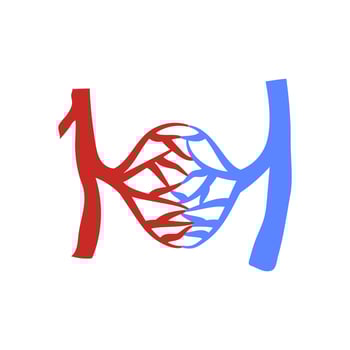 Blood Vessel, Human Body Part Illustration vector