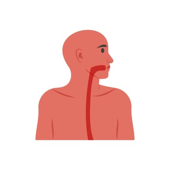 Esophagus, Human Body Part Illustration vector