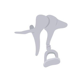 Auditory Ossicles, Human Body Part Illustration vector
