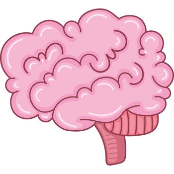 human brain biology png