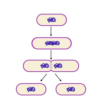 Binary fission of bacteria process illustration. vector