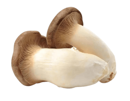 king oyster mushroom png