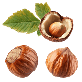Hazelnut with Leaves and Shell on Transparent Background png