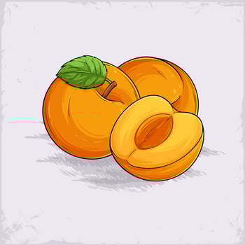 Hand drawn set of full and half sliced juicy organic orange apricot with green leaf on top isolated vector