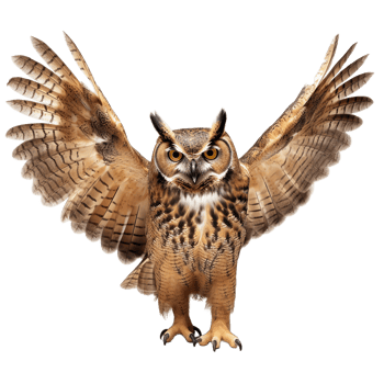 Flying Owl with Outstretched Wings png