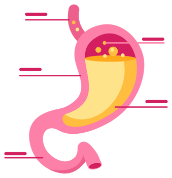 Stylized flat design illustration of a human stomach with gastric acid, depicting digestive health and stomach functions png