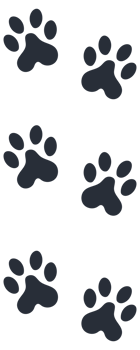 Animal and bird trace steps set. Animal tracks. Paw prints. png