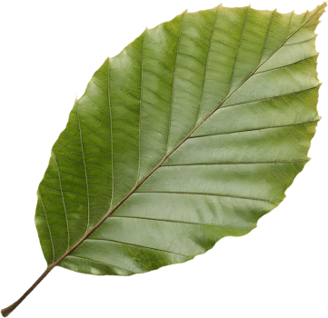 Gorgeous Beech Tree Leaves Clipart for Versatile Decoration. . png